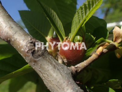 Dryocosmus kuriphilus